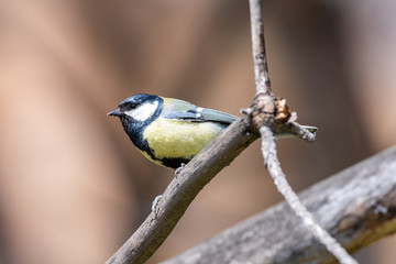 Blue tit on a branch. Close-up.