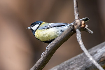 Blue tit on a branch. Close-up.