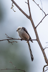 Long tailed tit bird