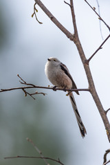 Long tailed tit bird