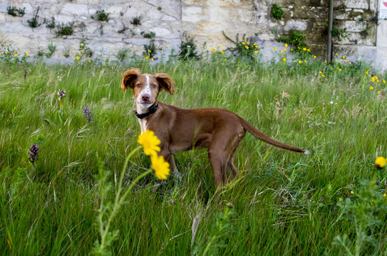 cane curioso