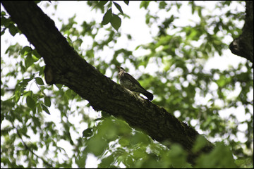 Birds in Central Park, St. Petersburg