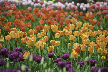 Tulip festival, Central Park, St. Petersburg