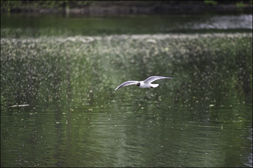 Seagull in Central Park, St. Petersburg