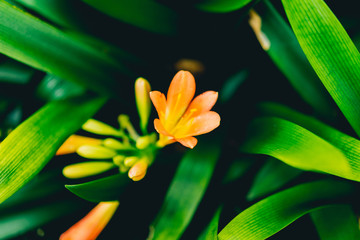 Orange flower around green leafy leaves