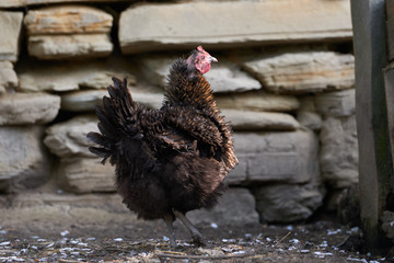 Free range chickens in field