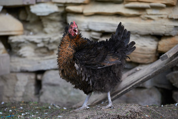 Free range chickens in field