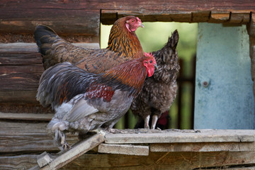 Fototapeta na wymiar Free range chickens in field