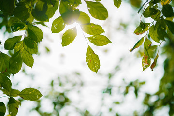 Fototapeta na wymiar green fresh leaf tree closeup with morning sunlight flare with blur background