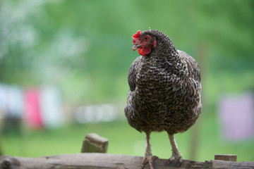 Free range chickens in field