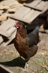 Free range chickens in field