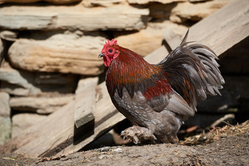 Free range chickens in field