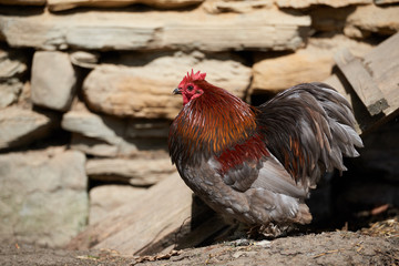 Free range chickens in field