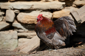 Free range chickens in field