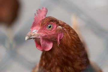 Free range chickens in field