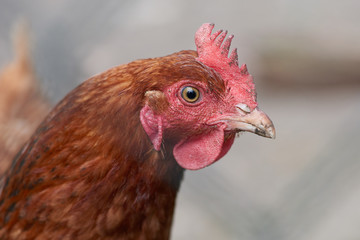 Free range chickens in field