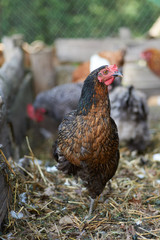 Free range chickens in field