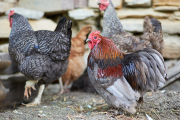 Free range chickens in field