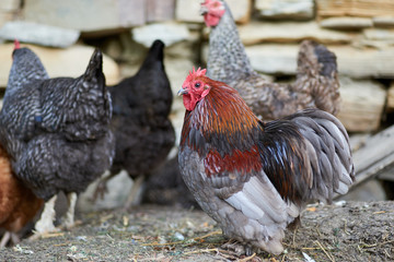 Free range chickens in field