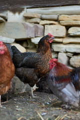 Free range chickens in field