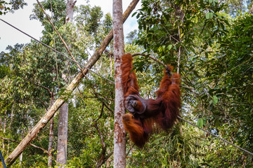 orangutan hanging on a tree in the jungle, Borneo Malaysia.