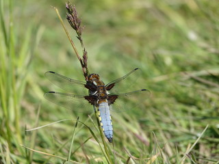 Male broad bodied chaser (Libellula depressa) resting on grass stem