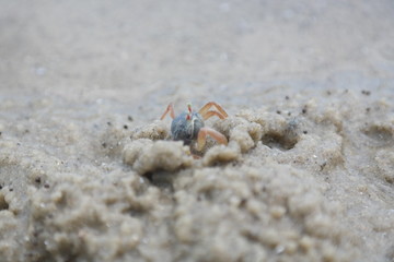 Baby Crab