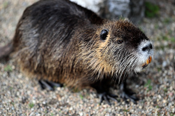 Myocastor coypu nutria near the rivershore