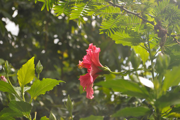 Bogotá´s Botanical Garden