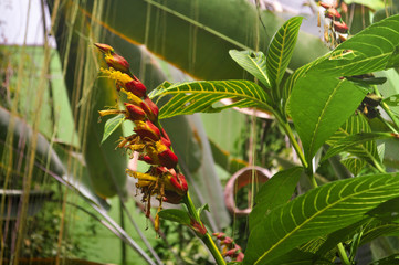 Bogotá´s Botanical Garden