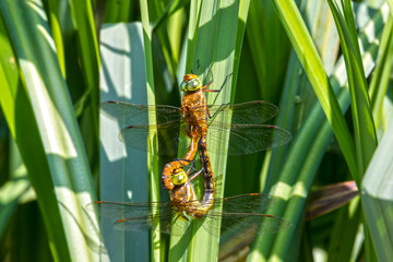 Großlibellen (Anisoptera) bei der Paarung