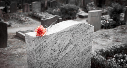 Grief at cemetery / Red carnation on gravestone / Tombstone