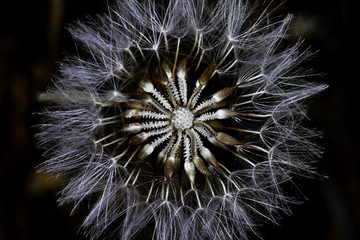 dandelion in seed macro