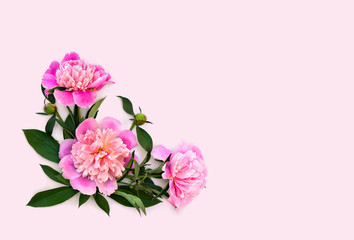 Pink peonies with buds on a pink background with space for text. Top view, flat lay.