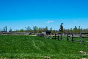 summer field