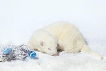 Albino male ferret in winter christmas style posing in studio