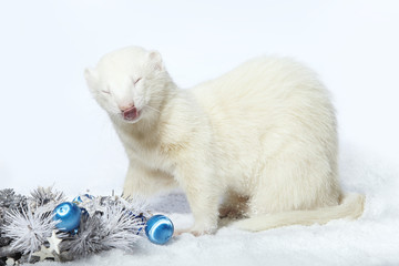 Albino male ferret in winter christmas style posing in studio