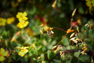 A bee on blossoms