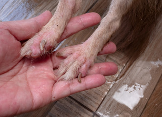 Chihuahua dog with Demodicosis, allergy dog skin