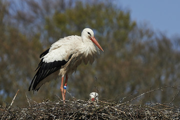 White stork (Ciconia ciconia)