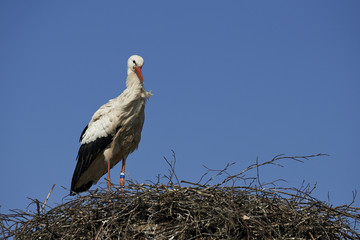 Fototapeta premium White stork (Ciconia ciconia)