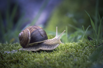 Escargot de bourgogne 