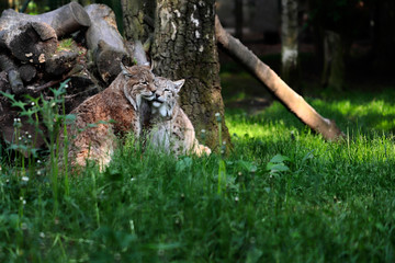 Paar eurasian lynxes in the forest © veroja