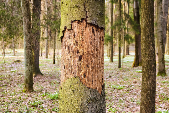 Trunk of spruce with exfoliating bark. Diseased tree damaged by bark beetle