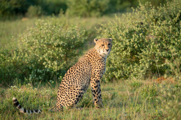 Gepard sitzt im Busch und beobachtet die Umgebung © Michael