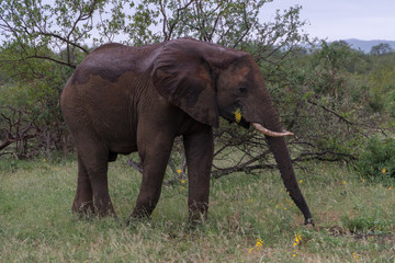 Fototapeta premium Elefant im Busch in Südafrika