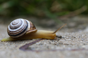 Weinbergschnecke