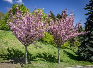 Fototapeta premium Grishko Botanical Garden, Ukraine, Kyiv. Alley with blossoming Sakura