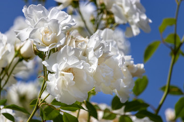 white roses in spring