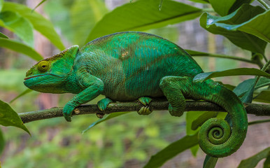 Chameleon in the primeval forests of the Andasibe National Park, Eastern Madagascar